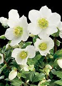 Helleborus niger 'HGC Jacob'